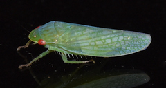 Gyponana