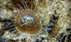 Palythoa mutuki