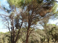 Pinus pinea