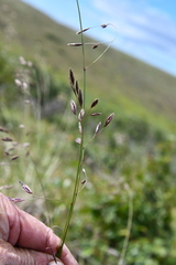 Festuca altaica