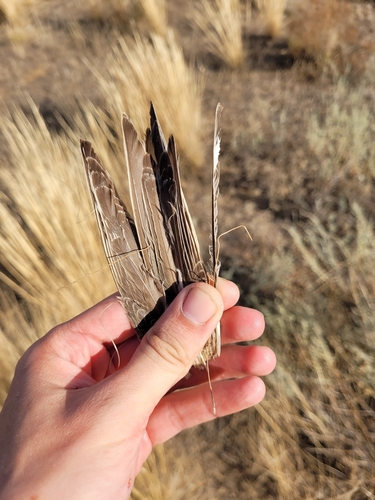 Plume de Étourneau roselin