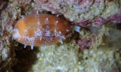 Cypraea fimbriata observed 2022-09-13