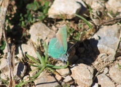 Callophrys rubi