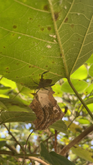 Acanthocephala terminalis