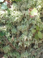 Sphagnum