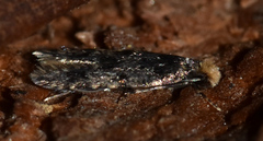 Tineidae