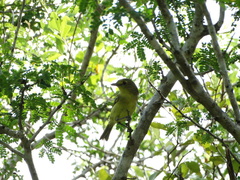 Vireo pallens