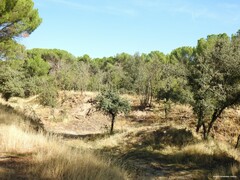 Pinus pinea