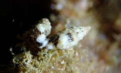Cerithium egenum