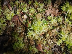 Sphagnum