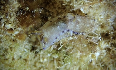 Philinopsis speciosa