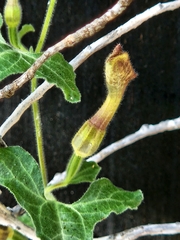 Aristolochia coryi