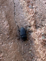 Asiopus minimus