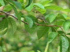 Vireo pallens