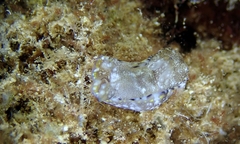 Philinopsis speciosa