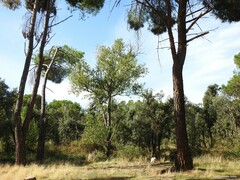 Pinus pinea