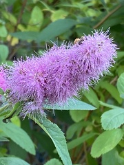 Spiraea douglasii