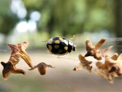Propylea quatuordecimpunctata