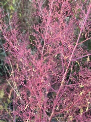 Dysphania graveolens