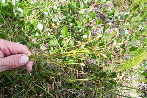 Carex sabynensis iNat (2)