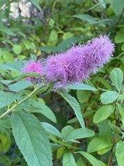 Spiraea douglasii