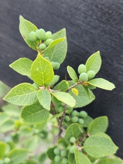 Forestiera reticulata