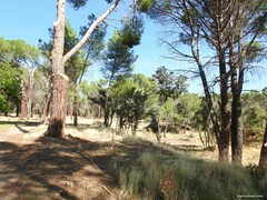 Pinus pinea