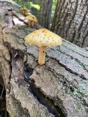 Pholiota aurivella