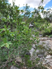 Forestiera reticulata