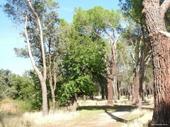 Pinus pinea