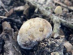 Scleroderma