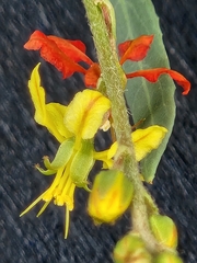 Galphimia angustifolia