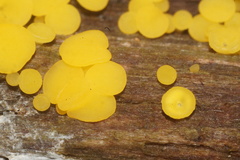 Calycina