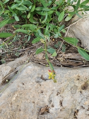 Galphimia angustifolia