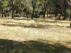 Pinus pinea