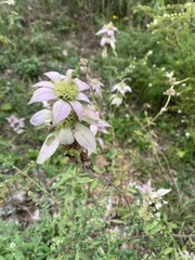Monarda