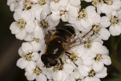 Eristalis obscura