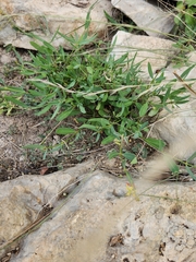 Galphimia angustifolia