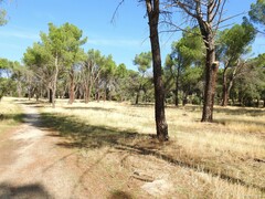 Pinus pinea
