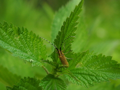 Agapanthia villosoviridescens