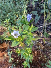 Gentiana saponaria