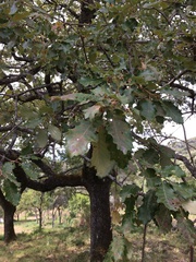 Quercus faginea