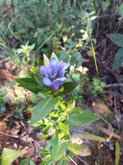 Gentiana saponaria