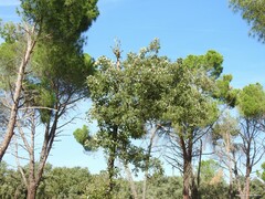 Pinus pinea