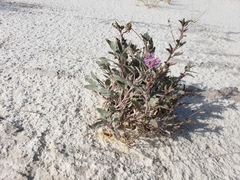 Abronia angustifolia