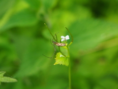 Tetragnatha extensa
