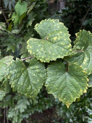 Vitis