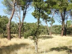 Pinus pinea