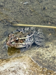 Lithobates berlandieri