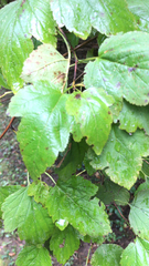 Physocarpus opulifolius